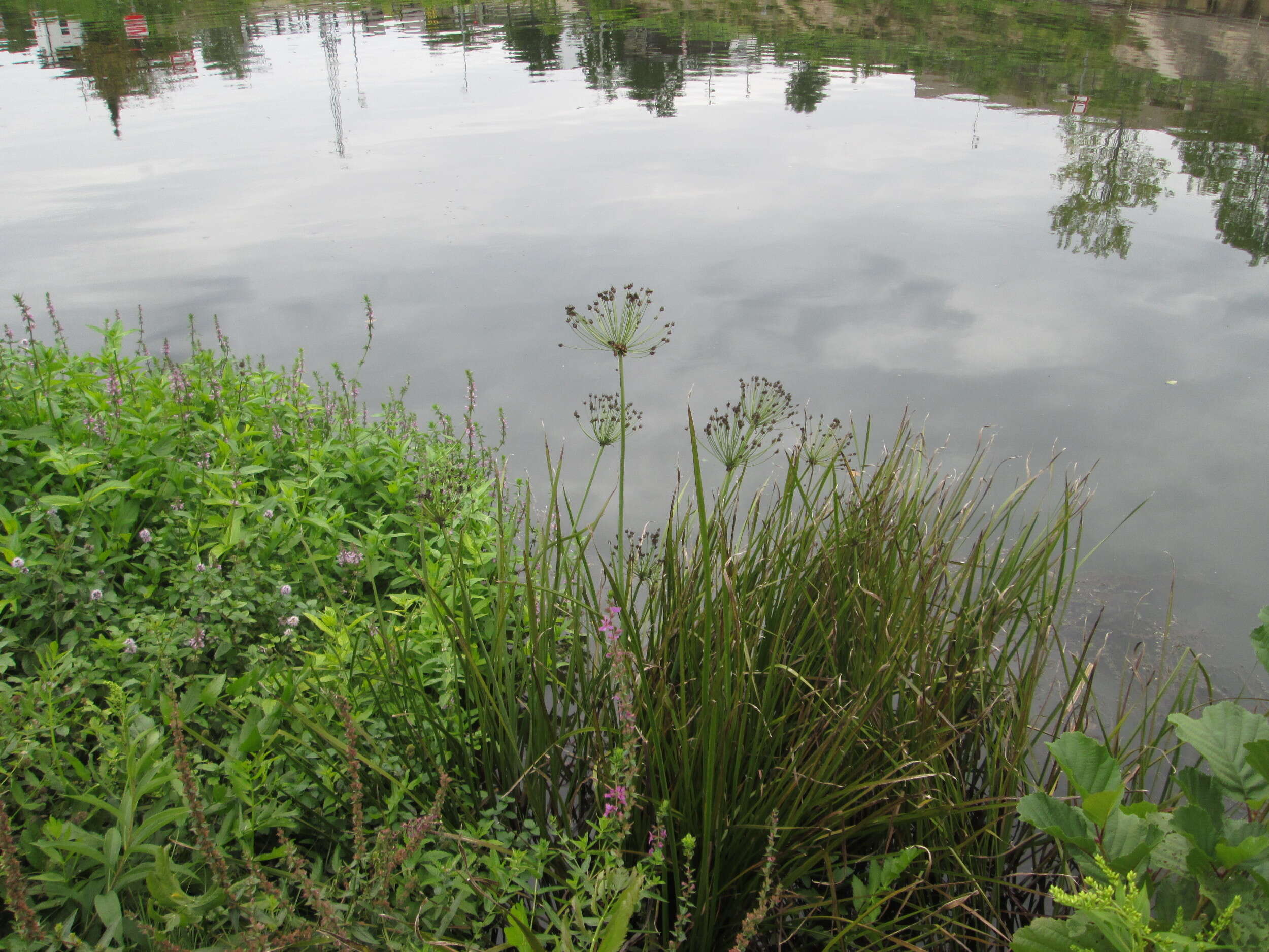 Image of flowering rush family