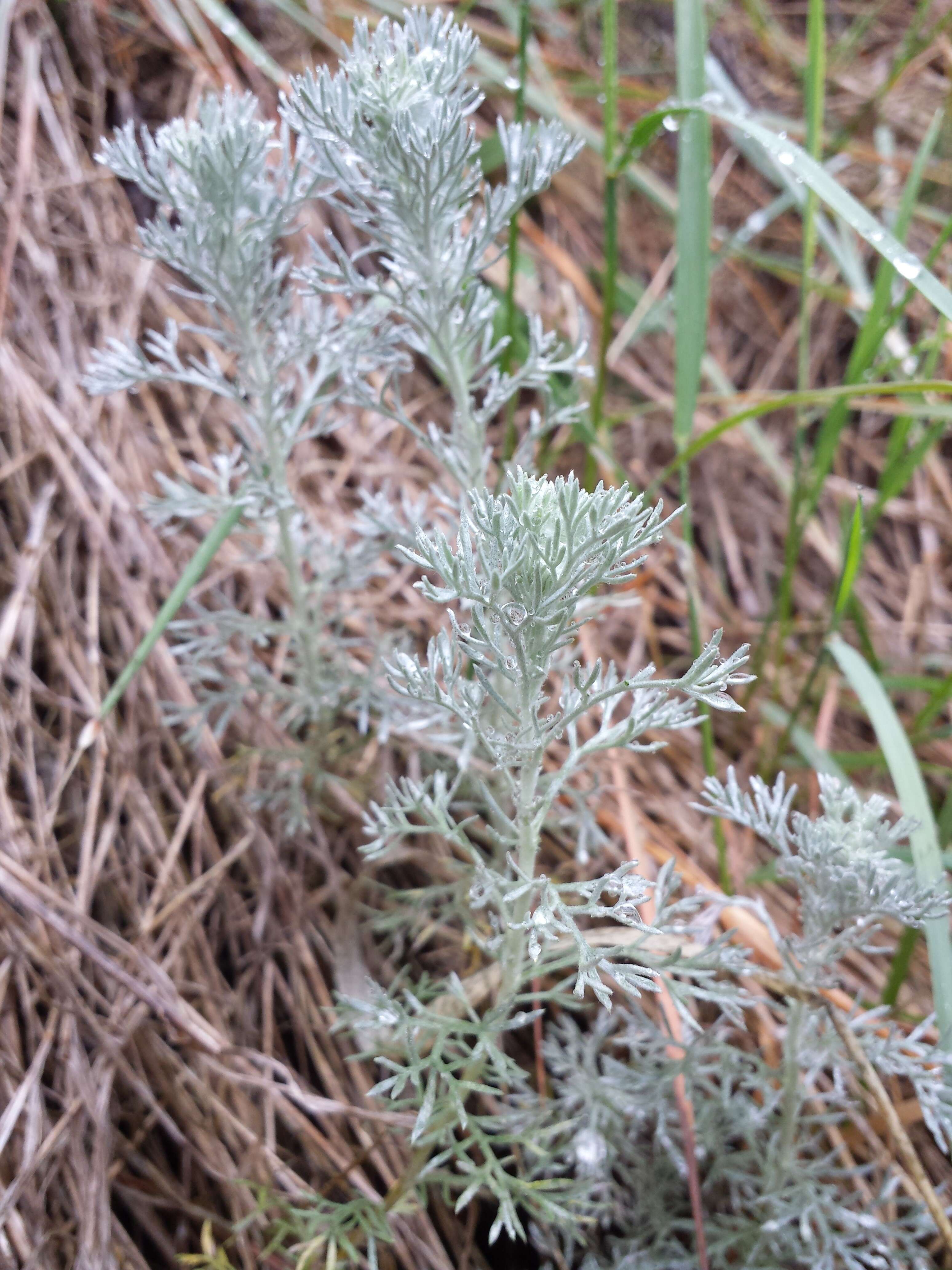 Image of Artemisia austriaca Jacq.