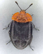 صورة Oiceoptoma thoracicum (Linnaeus 1758)