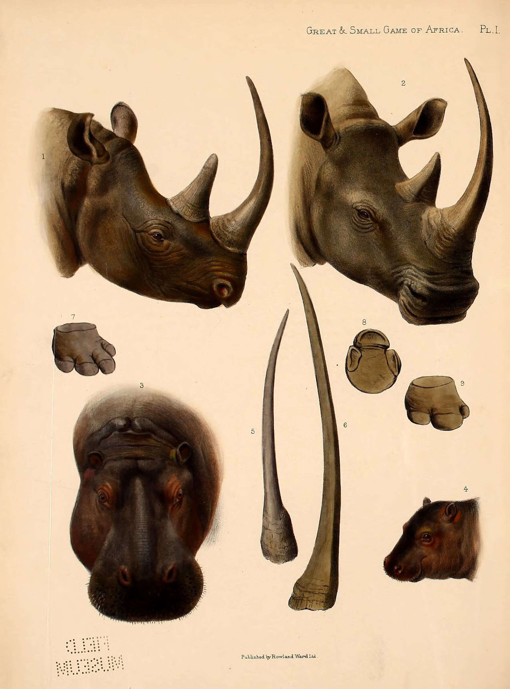 Image of rhinos