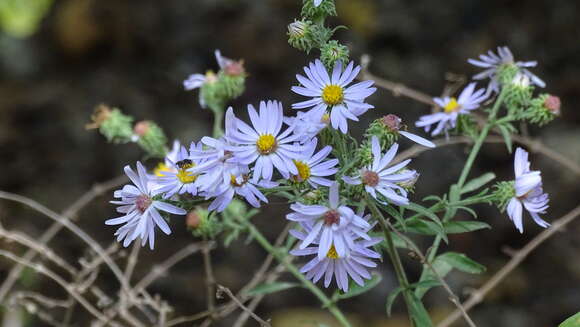 Image of manyray aster