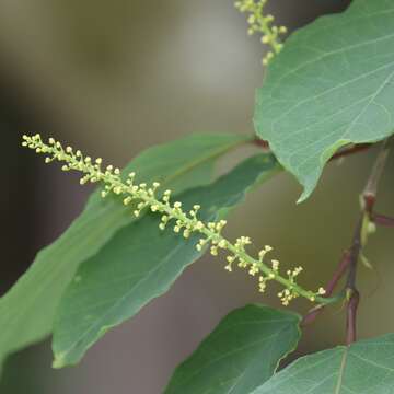 صورة Neoshirakia japonica (Siebold & Zucc.) Esser