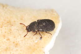 Image of Eledona agricola