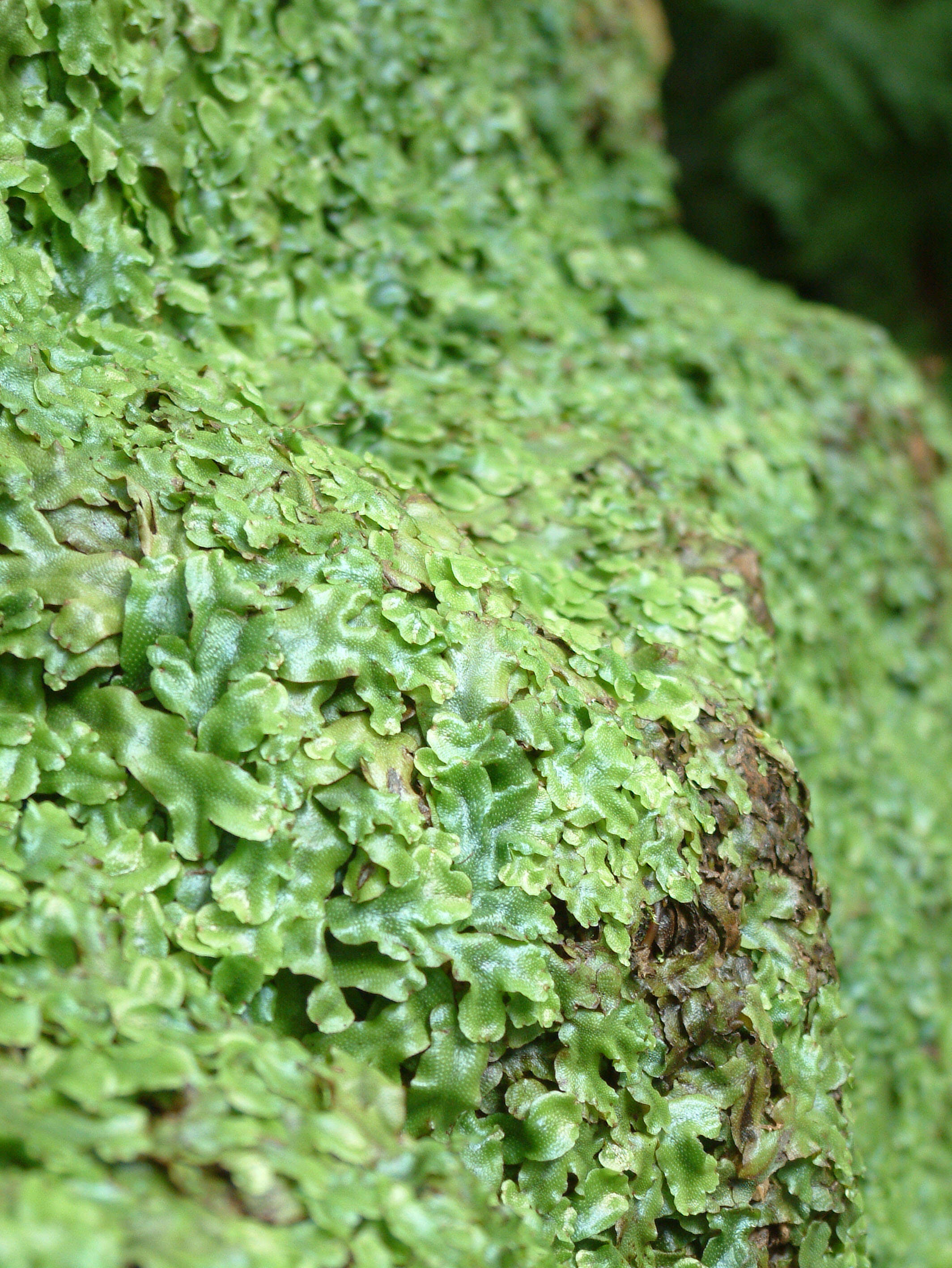 Image of common liverwort