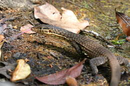 Image of Mitchell's Water Monitor