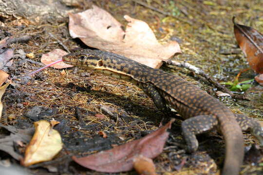 صورة Varanus mitchelli Mertens 1958