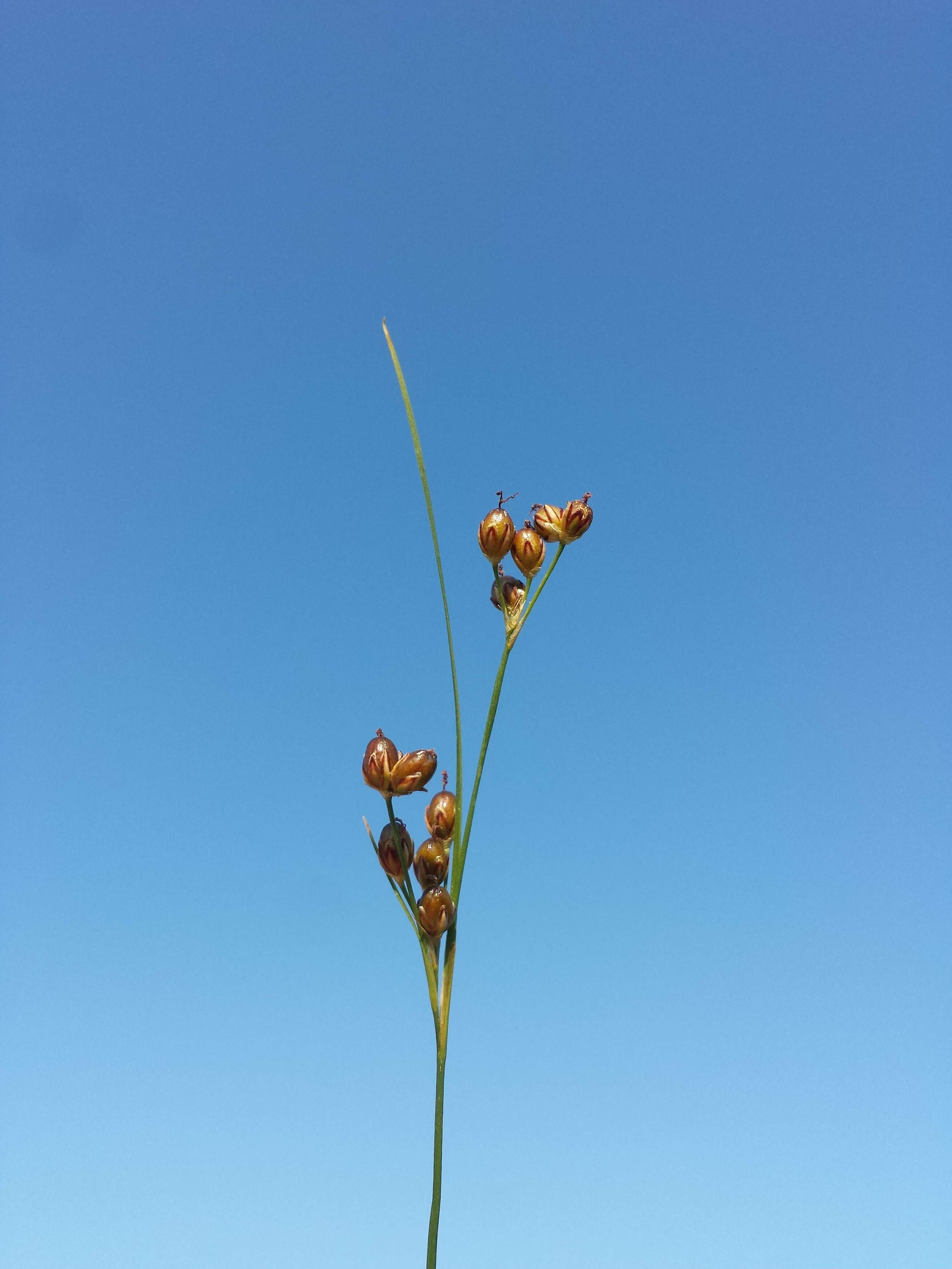 Image of Round-fruited Rush