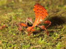 Image of Leaf insects