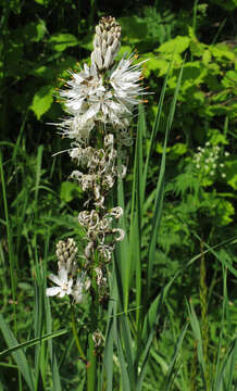 Image of White asphodel