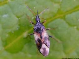 Image of Common flowerbug