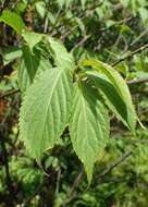 Image of Stachyurus praecox Sieb. & Zucc.