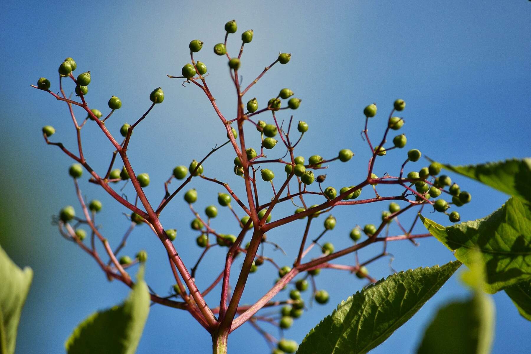 Imagem de Sambucus nigra L.