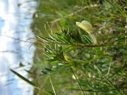 Image of smooth yellow vetch