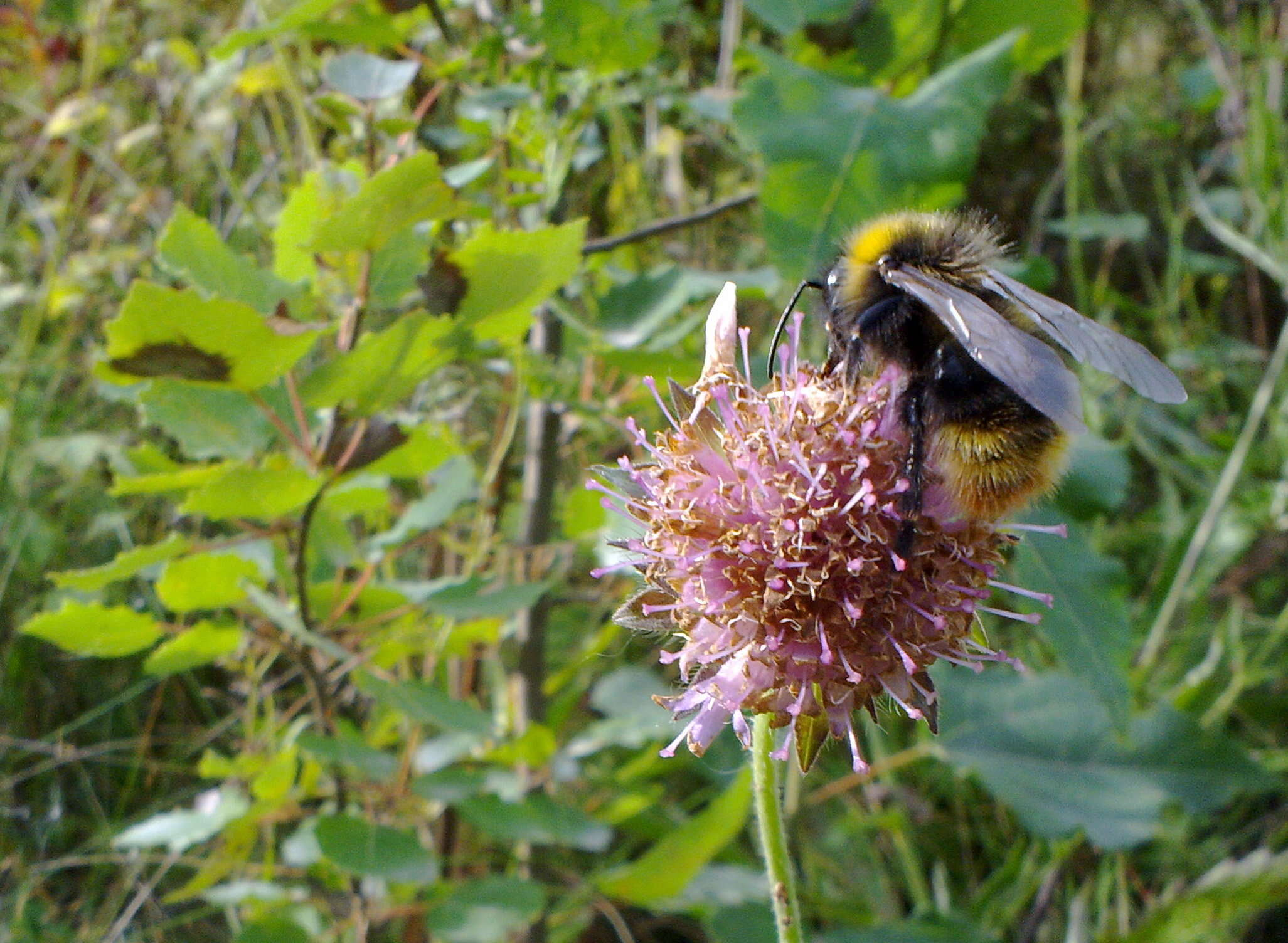 Image of Bombus quadricolor (Lepeletier 1832)