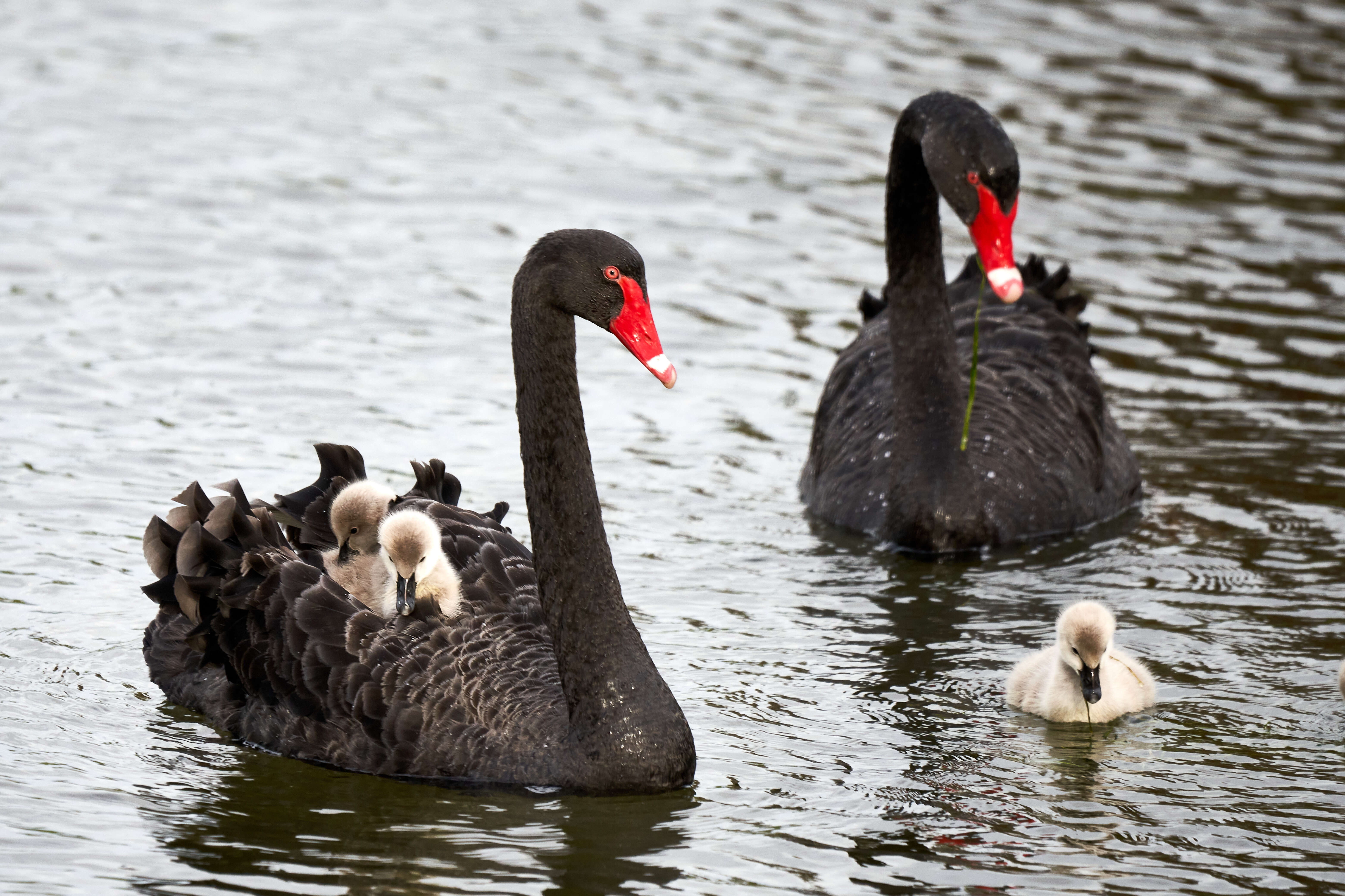 Image of Black Swan