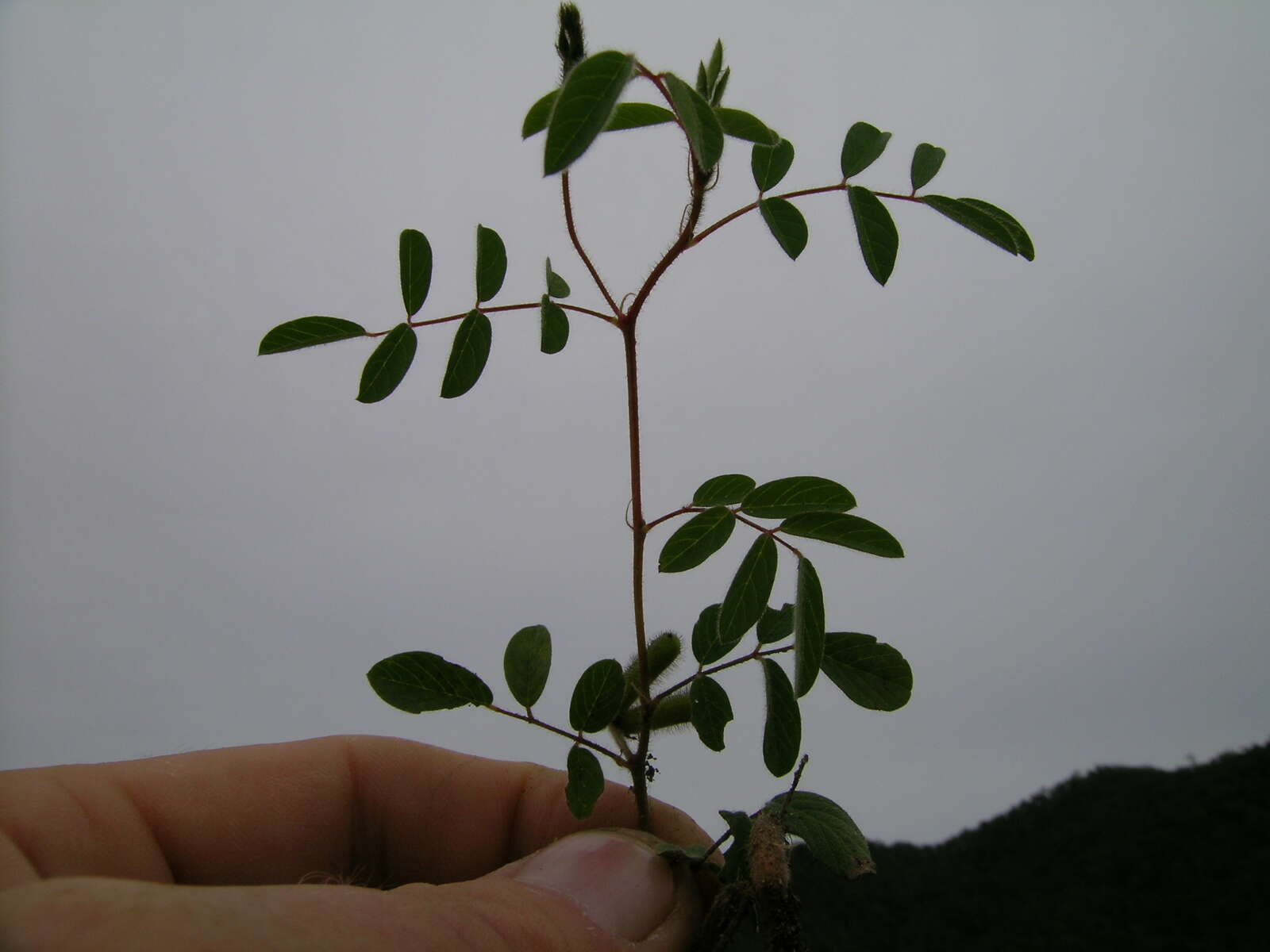 Sivun Indigofera hirsuta L. kuva