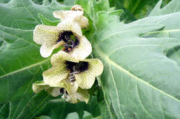 Image of black henbane