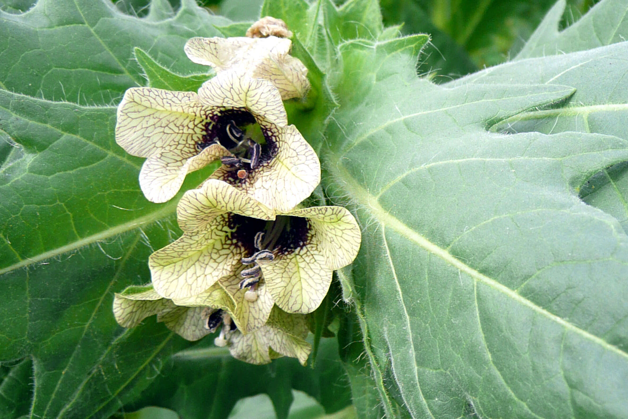 Image of black henbane