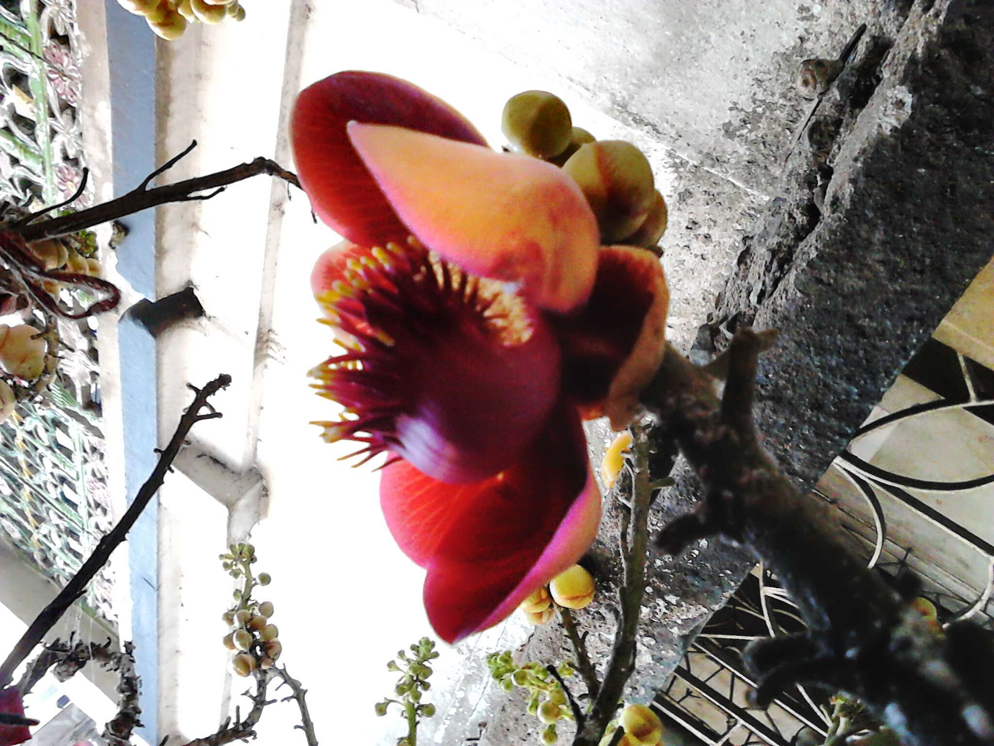 Image of Cannonball Tree