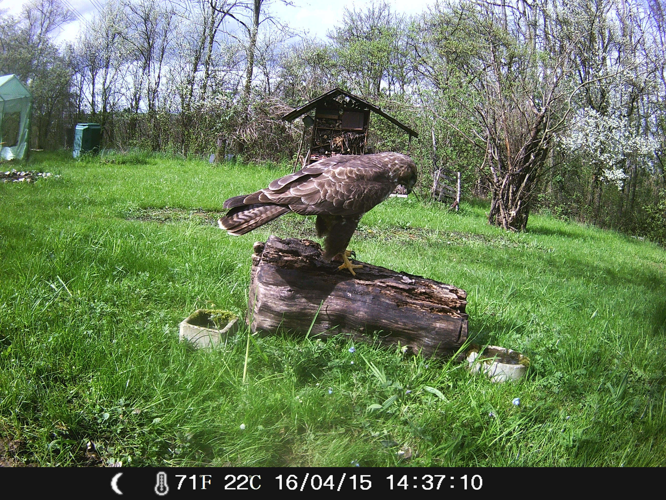 Image of Common Buzzard