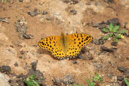 Image of Argynnis hyperbius