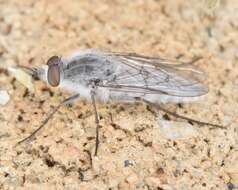 Image of stiletto flies