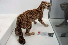 Image of Ocelot