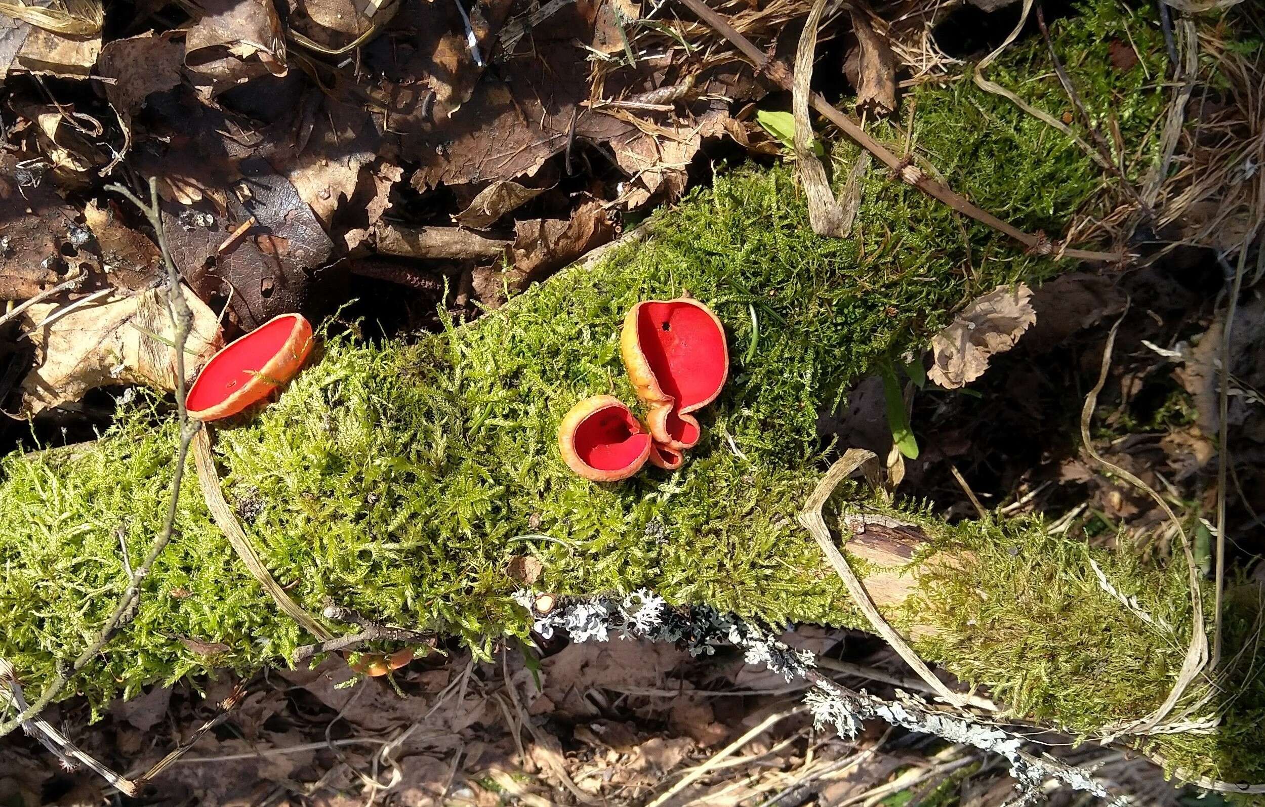 Image of scarlet cup