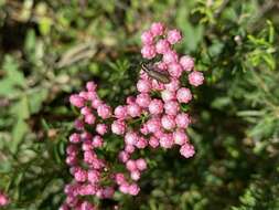 Image of Ozothamnus diosmifolius (Vent.) DC.