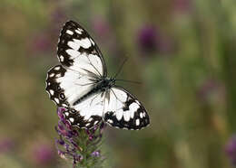 Imagem de Melanargia titea Klug 1832