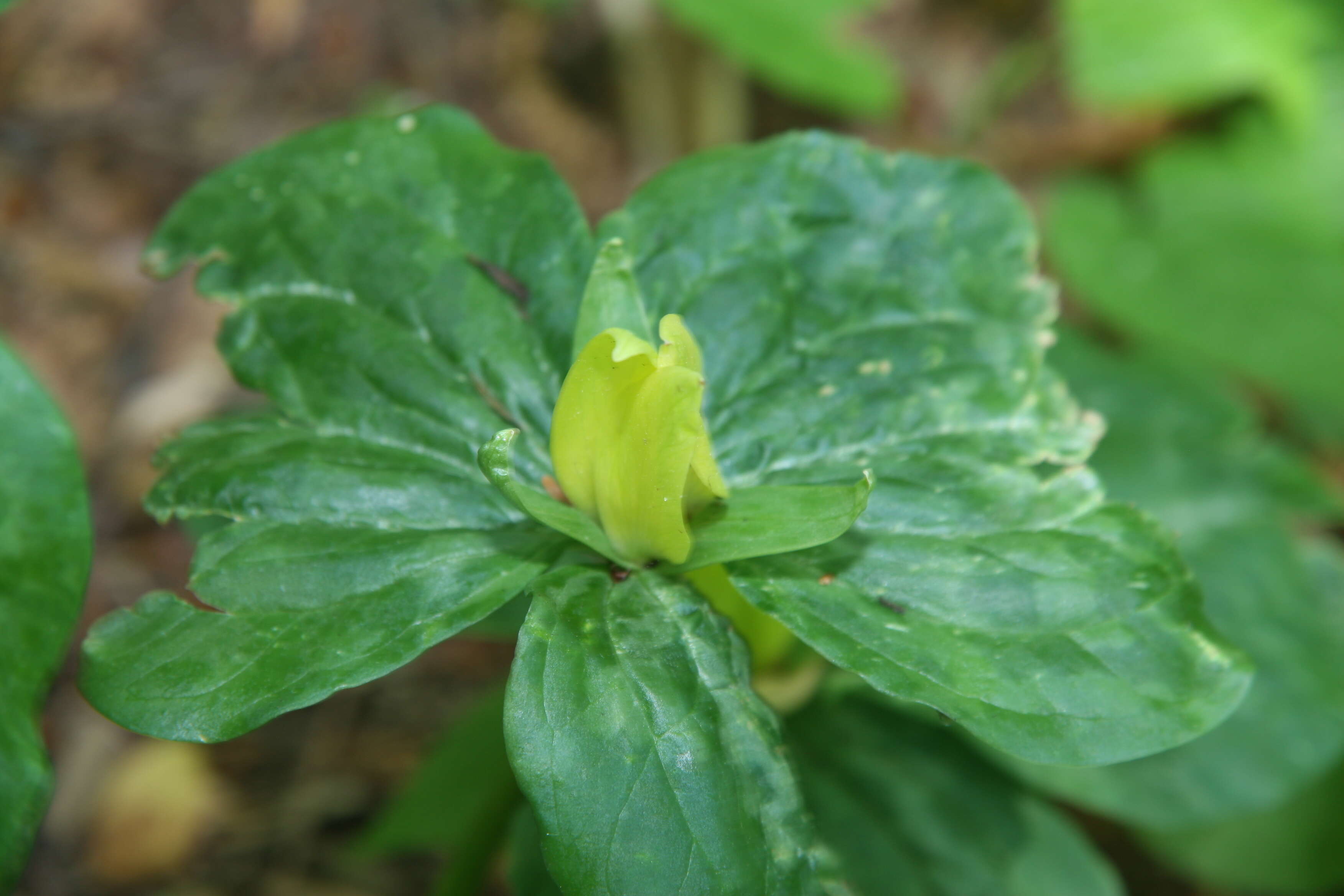 Image of yellow wakerobin