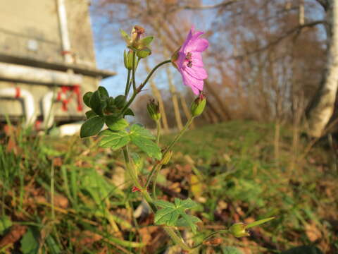 Image of hedgerow geranium