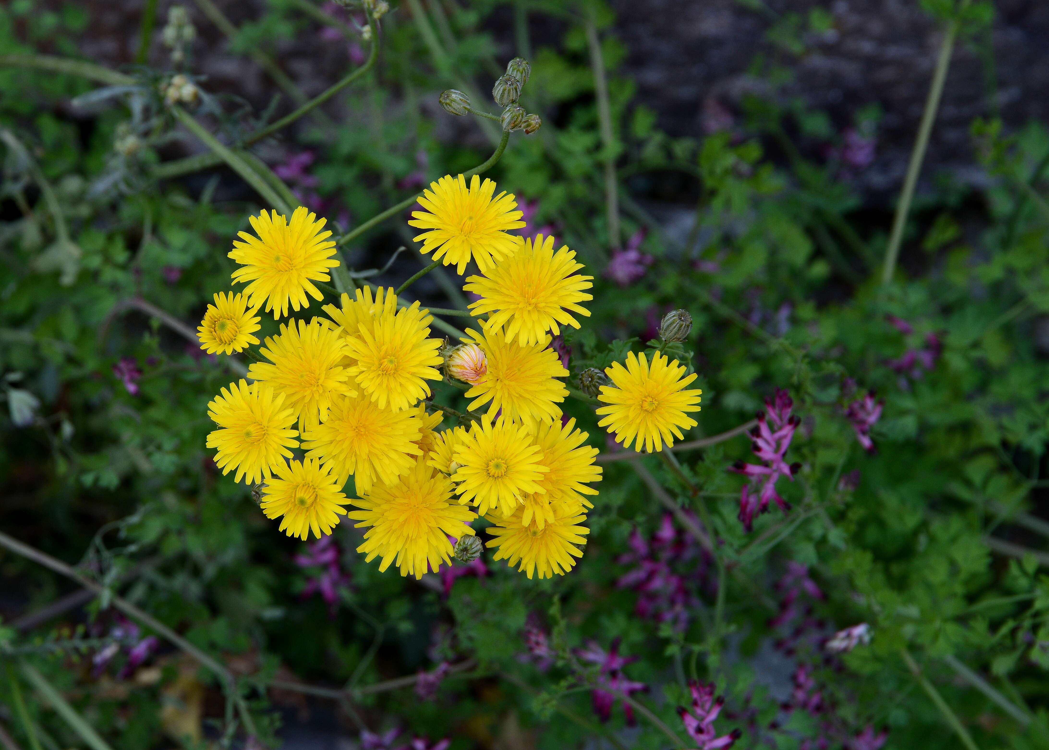 Image of beaked hawksbeard