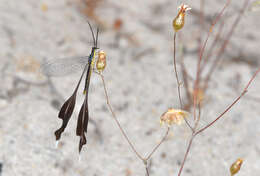 Image of Spoon-winged lacewing