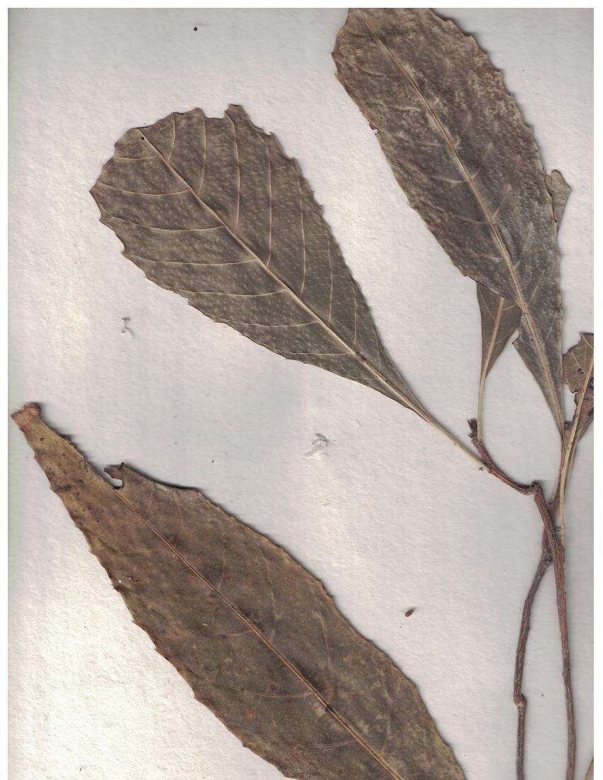 Image of Agrostistachys indica Dalzell