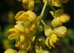 Image de Berberis koreana Palibin