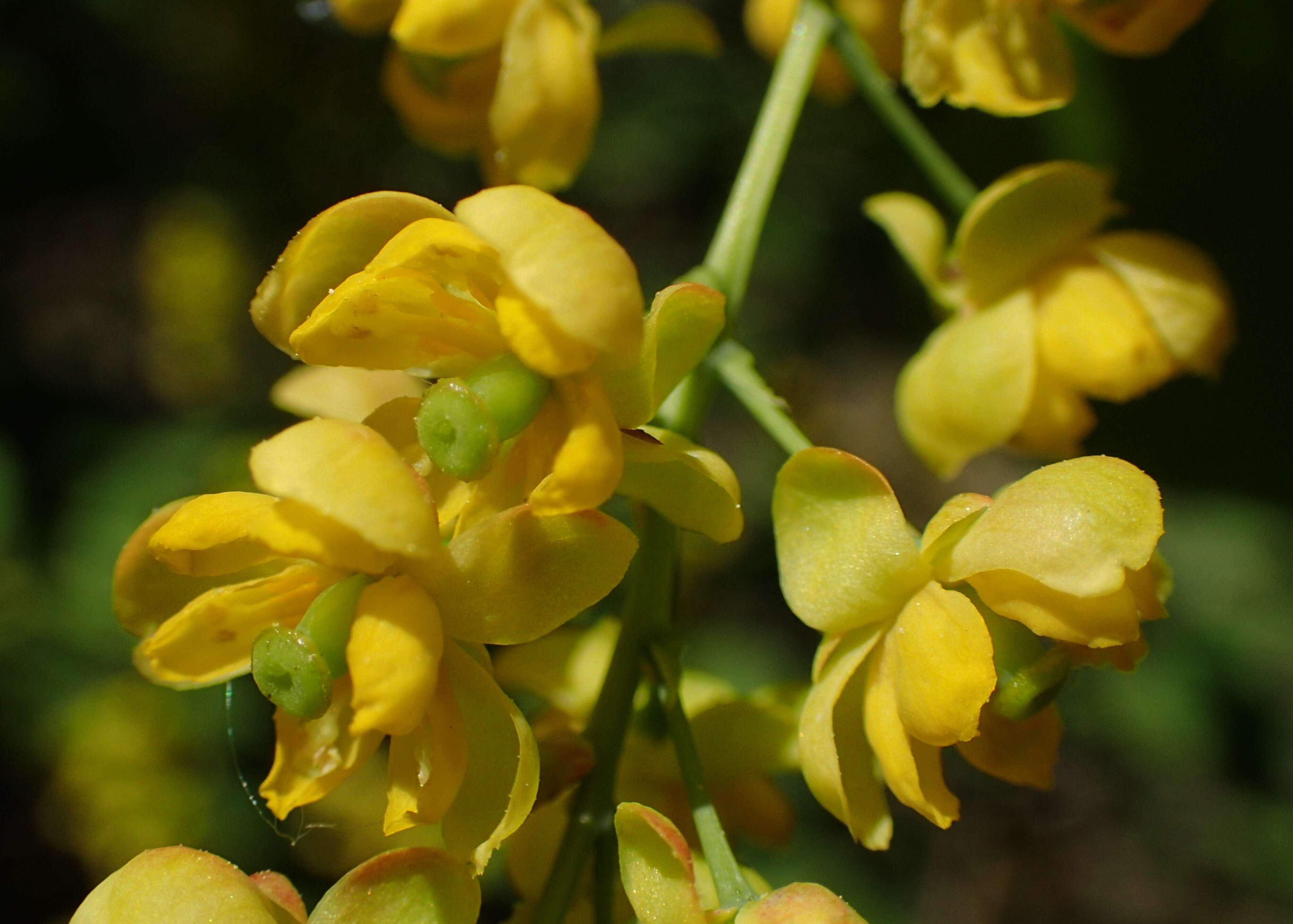 Image de Berberis koreana Palibin