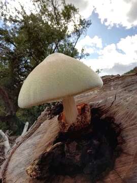 Volvariella bombycina (Schaeff.) Singer 1951 resmi