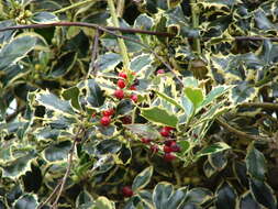 Image of English holly