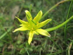 Image of field star-of-bethlehem