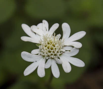 Image of Eupatorieae