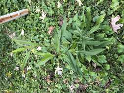 Image of calico aster