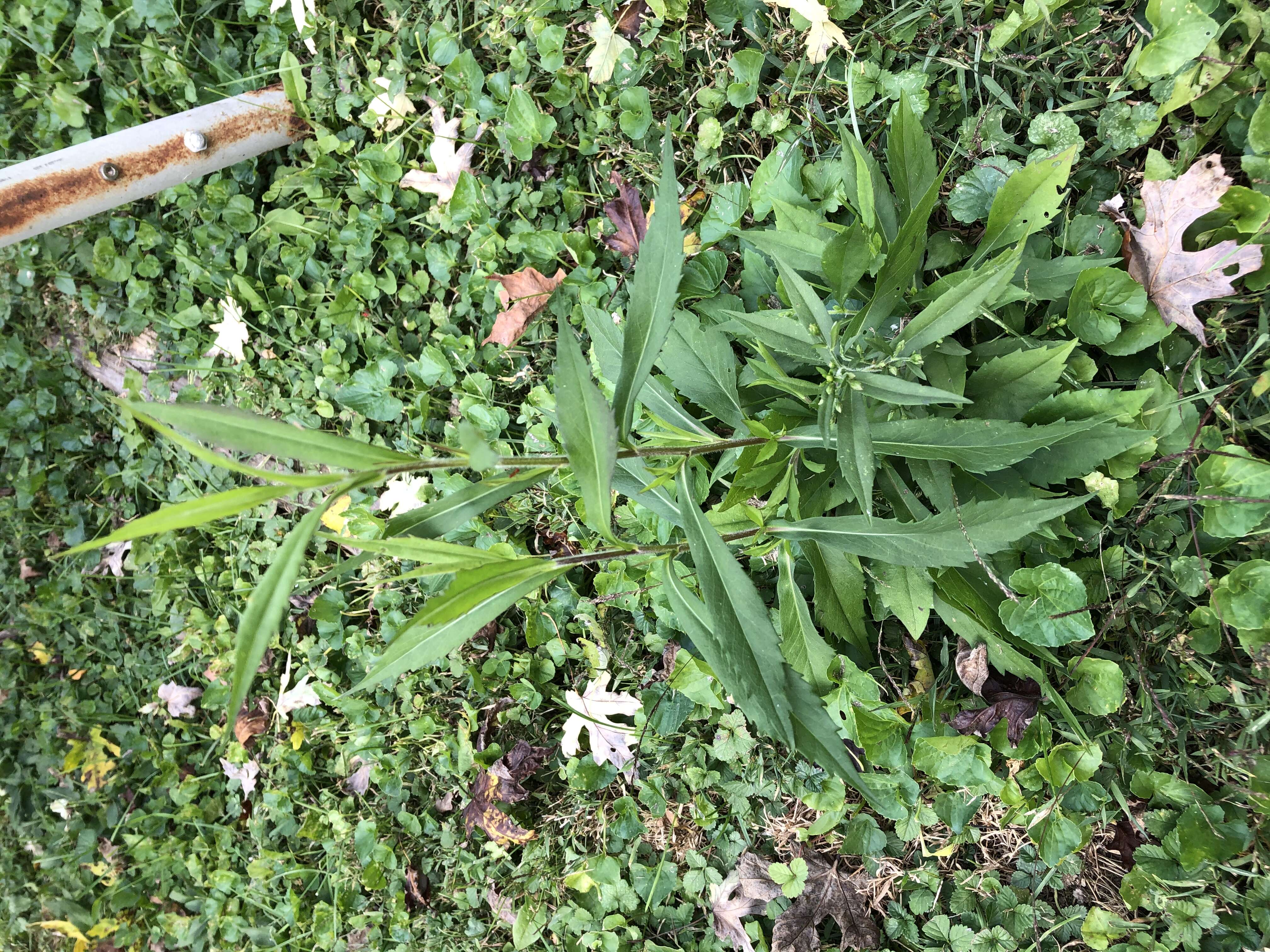 Image of calico aster