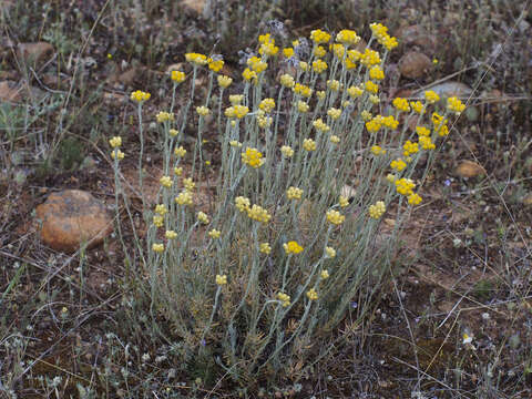 Image of yellow amaranth