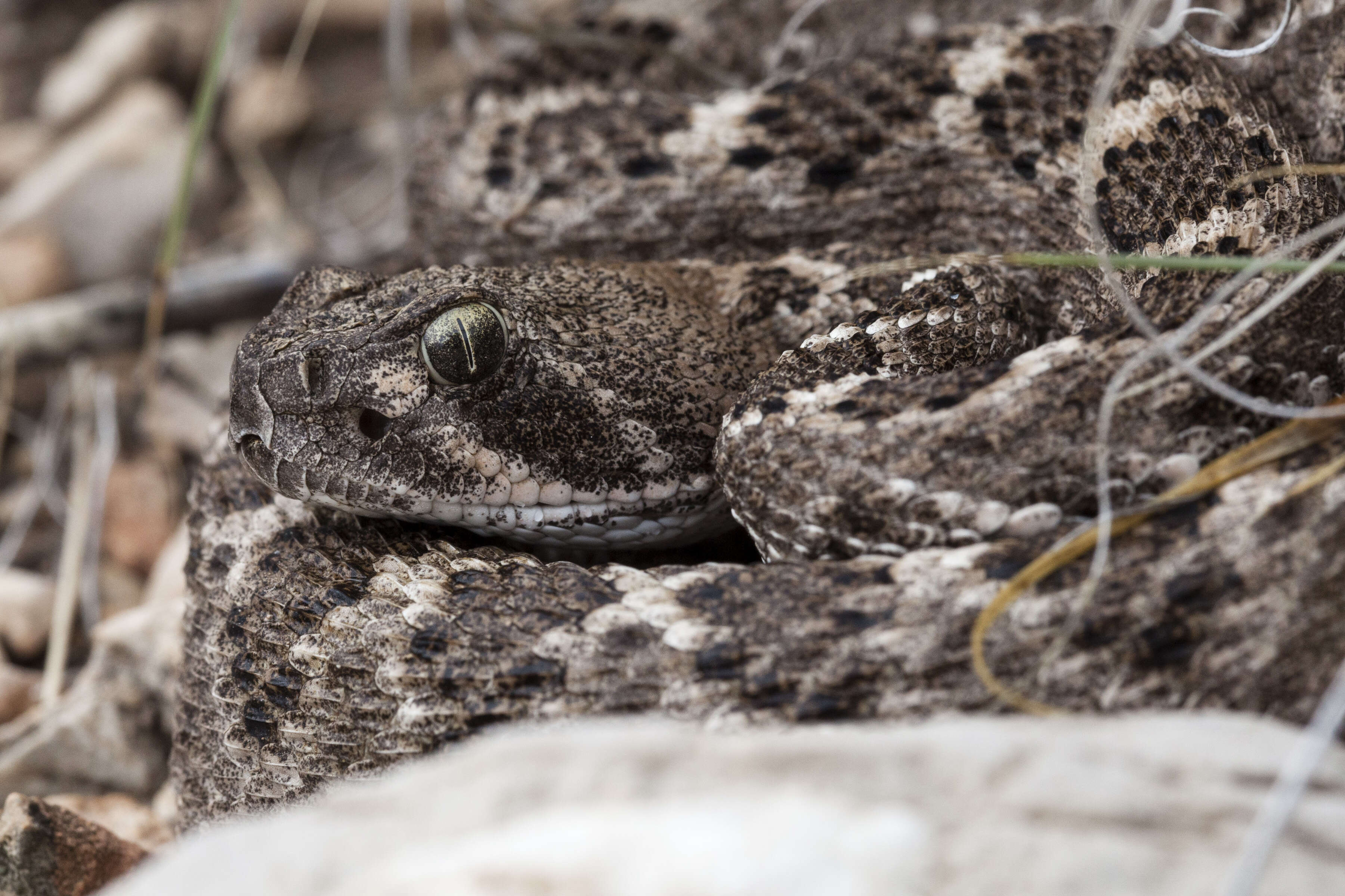 Image of Western Diamond-backed Rattlesnake