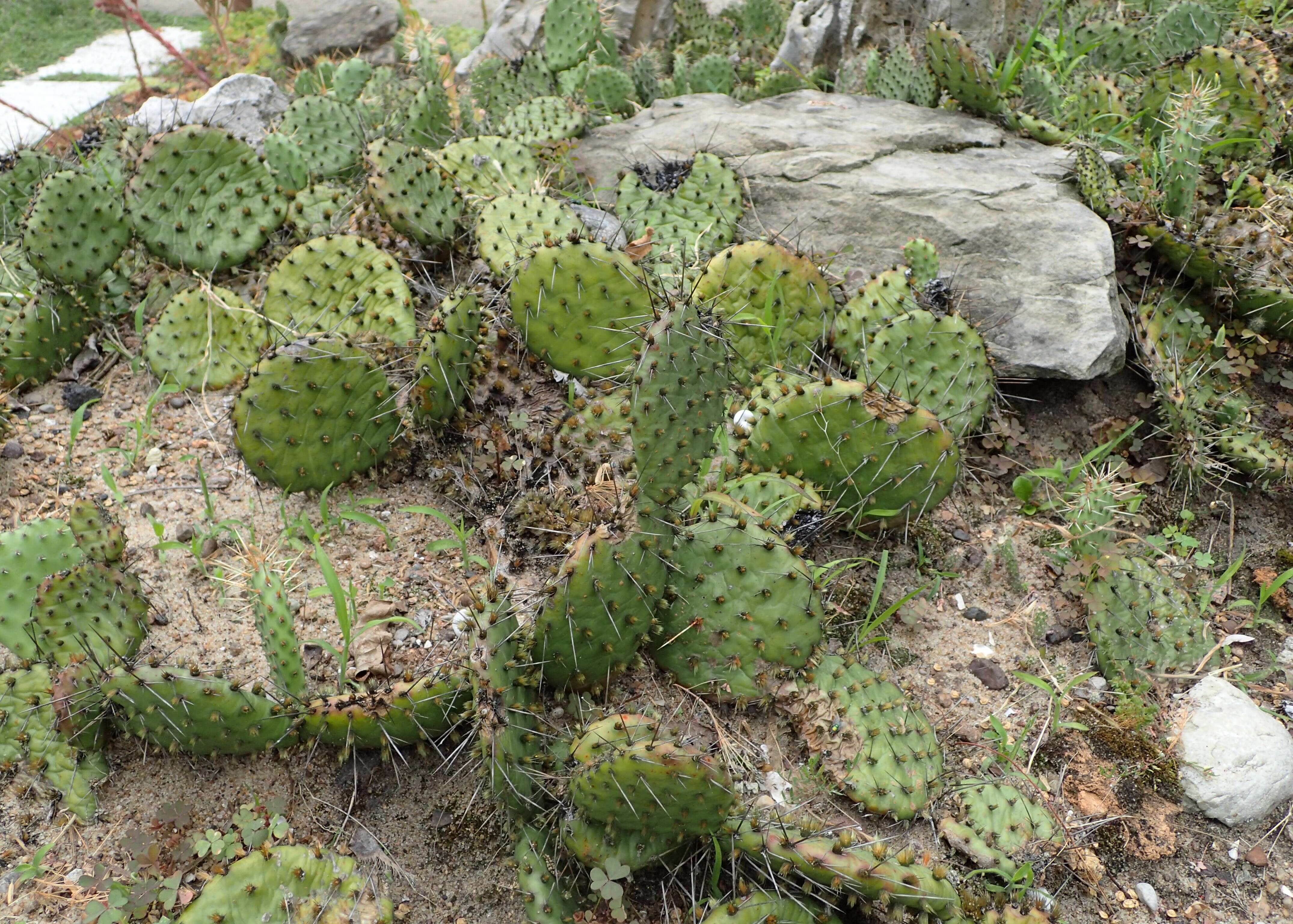 Image of Brownspine Pricklypear