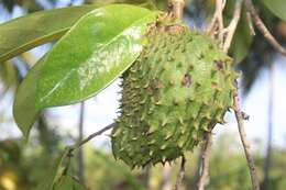 Image of soursop