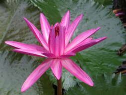 Image of waterlily