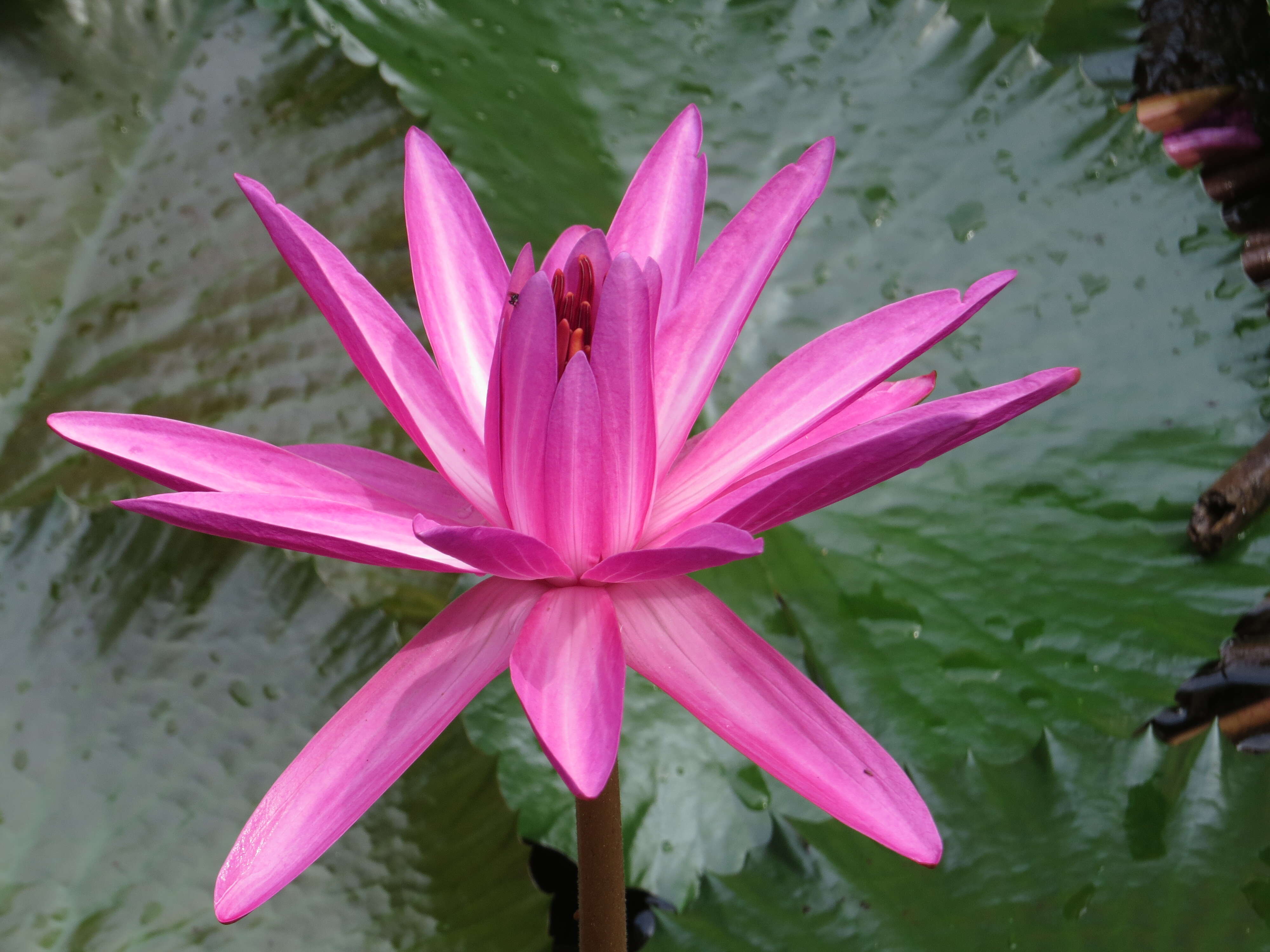 Image of waterlily