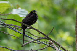 Image of Large Grey Babbler